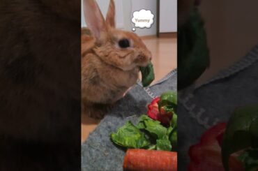 Rabbit eating ASMR| #cute #bunny #rabbits #asmr #funny #ytshorts #bunnies