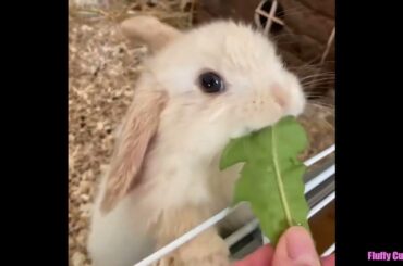 More Cute Baby Bunny Doing Cute Things