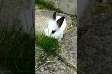 CUTE BUNNY CUTE BUNNY