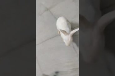 #cute #rabbit #shorts #bunny #baby #bunny #shortvideo