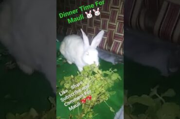 Cute Female Rabbit mauli Dinner Time #babybunny #rabbit #dinner #khargosh #yummy #food