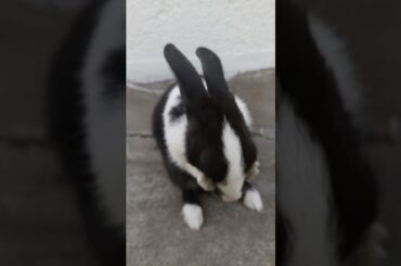 Cute baby bunny rubbing his face