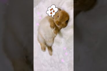 super cute bunny #shorts