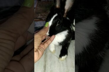 cute rabbit sleeping || My Pet Bunny || #cuterabbit #shorts #shortvideo #adorable #rabbitvideo