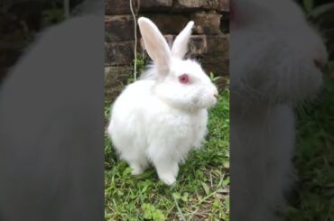 cute rabbit #shorts
