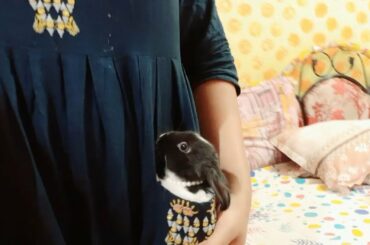 Rui Inside My Pocket || rabbit/bunny || cute bunny