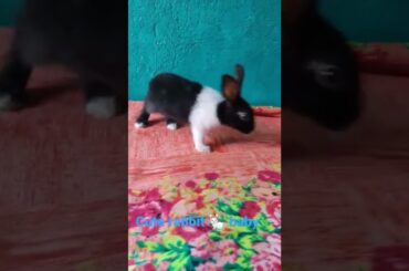 cute rabbit funny video
