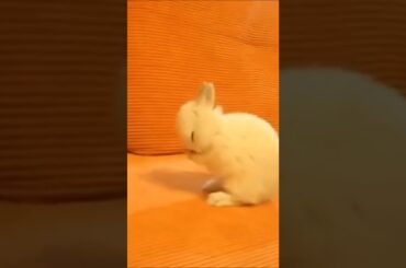 Cute Rabbit Bunny Chinning