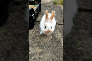 SUPER ADORABLE CUTE BUNNY