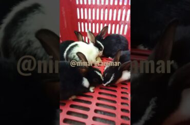 baby rabbit eating.. #rabbits #cute #bunny #shorts #babyrabbits #entertainment #animal #feeling