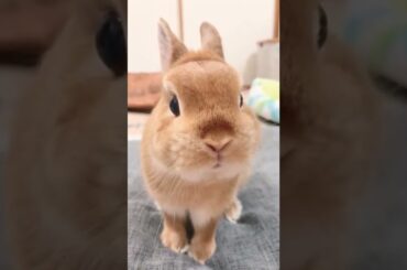 Cute Baby Rabbit Video #shorts #short #animal #animal #rabbit #bunny #pets #pet #baby #cute #bunnies