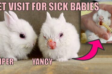 Our New Baby Bunnies Go to The Vet (UPDATE!)