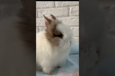 Cute Rabbit Must Watch #rabbit #pets #short #shorts #viral #shortvideo #shortsvideo #viralvideo