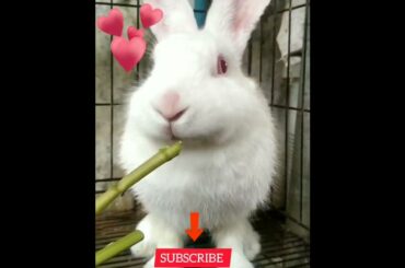 Cute rabbits #shorts #loverabbits #rabbits #bunnys #tiktokrabbits