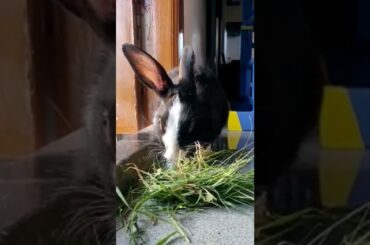 Mukbang #mukbang #cute #rabbit #shorts