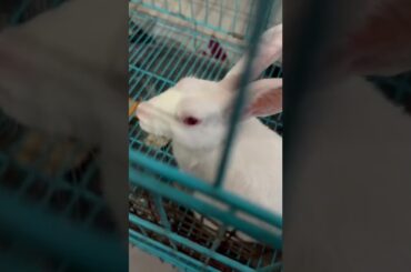 Cute rabbit #shorts #pets #youtubeshorts #pets