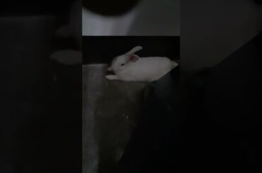 1 July 2022 #short video cute rabbit