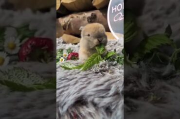 How Cute Baby Bunny Eating Leaf #short #shorts #rabbit #bunny #animal #animals #pet #pets #cute#baby