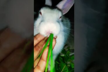 cute bunny Hungry time#shorts#afsana's pagebook