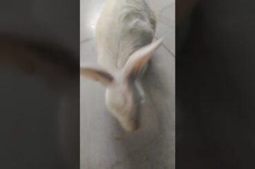 Cute #rabbit #bunny #shorts #vlog #baby video #chubby #bunny #shortvideo