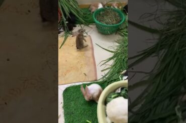 Can rabbit moms live together with their babies?#rabbit#bunny#2022#cutest#pets#beautifulbunny