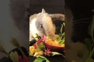 Cute rabbit eating the sad face vlog 38 #shorts #asmrrabbit #animalsasmr #cuteanimals #viralshorts