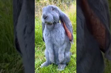 Cute Pet Rabbit status. #shorts #cute #bunny  #petlover