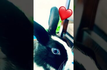 Cute Bunny #cutebunnyrabbit #lunathebunny