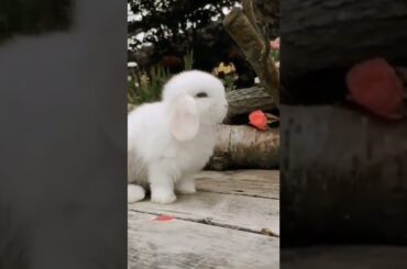Cute Baby Rabbit Video #shorts #short #rabbit #bunny #animal #animals #pet #pets #cuteanimals #cute