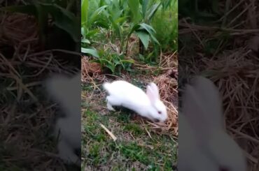 Cute baby bunny rabbit||cute bunny short video||cute rabbit short video#rabbit #pets #shortvideo