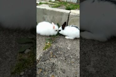 CUTE BUNNY FUNNY BUNNIES EATING