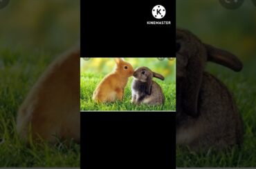 Cute bunny picture collection.#shorts#
