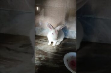cute baby #reels #short #viral video #rabbit #subscribe  #funny  #shortvideo #share
