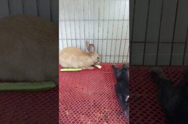 #b37 cute bunny eating cucumber #shorts #rabbiteating #rabbitfood