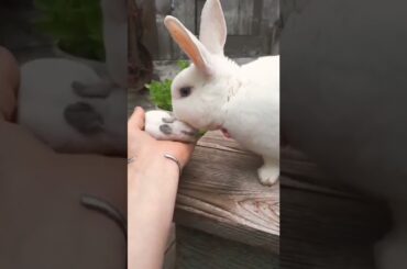 Rabbit And Her Cute Baby Bunny #short #shorts #rabbit #bunny #animal #animals #pet #pets #cute #baby