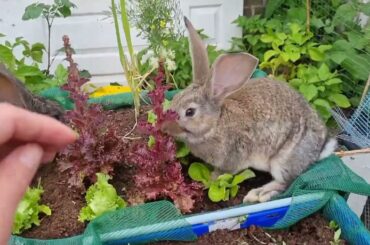 Two months old Flemish giant rabbit babies. Cute bunnies.