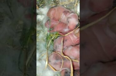 AMAZING VIDEO! NEWBORN CUTE BABY BUNNY RABBITS