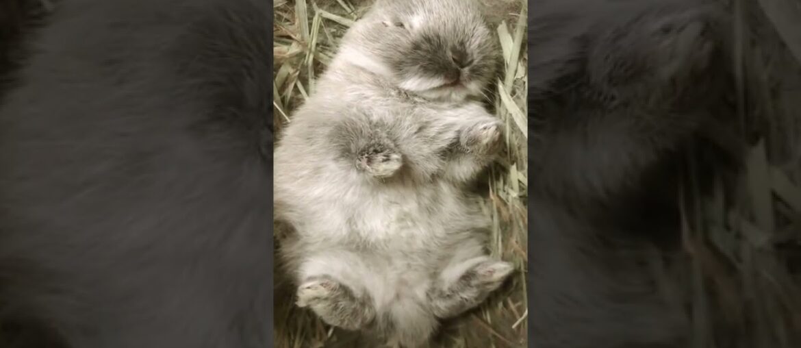 Cute Baby Rabbit Sleeping Short Video #short #shorts #rabbit #bunny #animal #animals #pets #pet