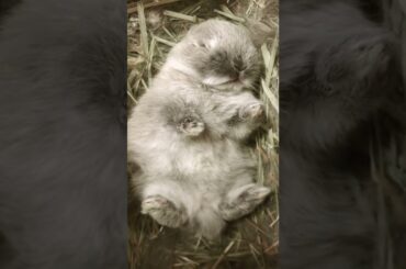 Cute Baby Rabbit Sleeping Short Video #short #shorts #rabbit #bunny #animal #animals #pets #pet