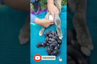Many more Bunny Rabbit born #shorts #petlover #amazing #cute#bunny