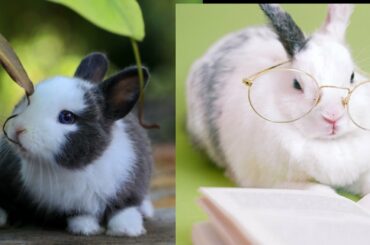 Baby Rabbit - Cute and Funny rabbit Videos Compilation #3 |