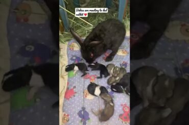 Can baby bunnies react to a dad rabbit?#rabbit#bunny#cutest#beautifulbunny#male#dad