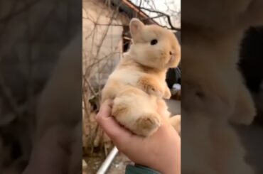 Cute Baby Rabbit #shorts