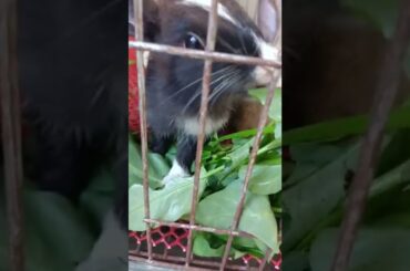 #b62 cute bunny eating vegetables #shorts