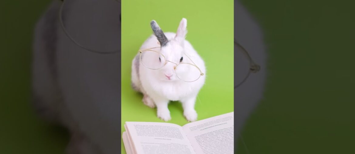 Funny Rabbit Videos | Rabbit | Rabbits | Cute Rabbit | Bunny Videos | Funny Video || #shorts #short Funny Rabbit Videos | Rabbit | Rabbits | Cute Rabbit | Bunny Videos | Funny Video || #shorts #short