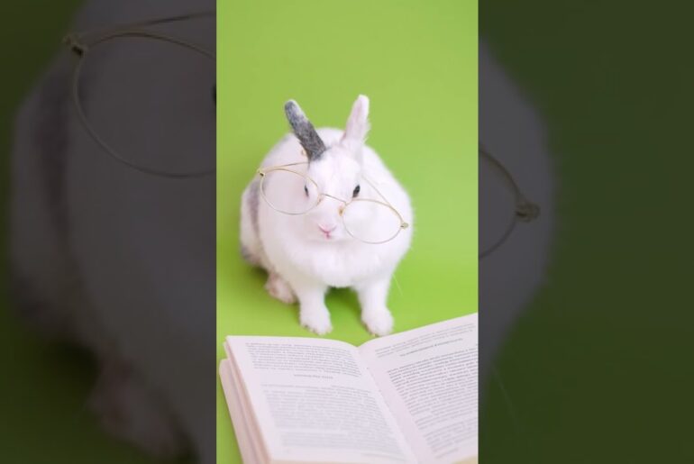 Funny Rabbit Videos | Rabbit | Rabbits | Cute Rabbit | Bunny Videos | Funny Video || #shorts #short