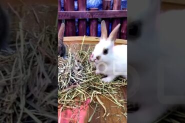 cute bunny##khorgosh ##Rabbit##Asad & Pets