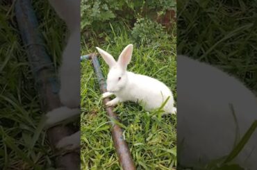 cute bunny