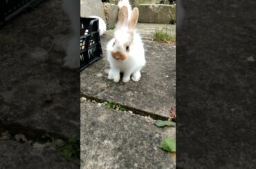 CUTE BUNNY ADORABLE BUNNY