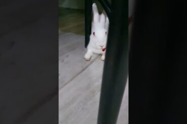 cute baby rabbit relaxing #bunny #rabbit #khargoshkebacche #khargoshwalavideo #pets